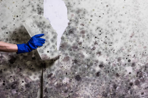 Best Post-Flood Mold Remediation in Esko, MN